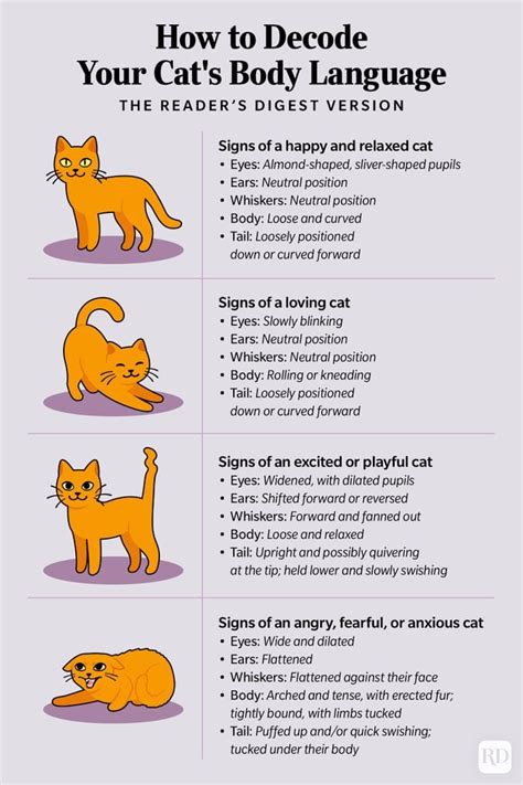 Deciphering Personal Messages: Decoding the Symbolic Language of Felines