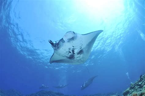 Deciphering the Cryptic Significance of Stingrays and Their Stings in Dreams