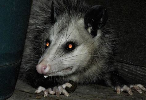 Deciphering the Enigmas: Terrifying Opossum Encounters in Dreams