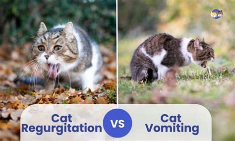 Deciphering the Hidden Meanings: Unraveling the Significance of Feline Regurgitation