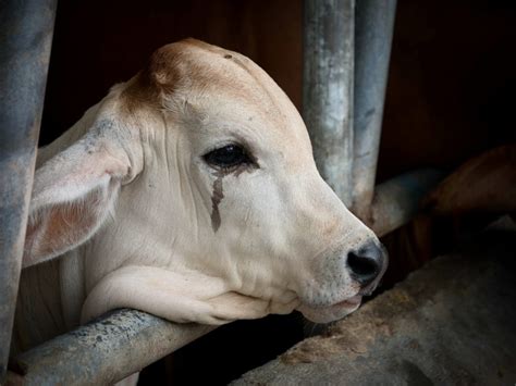 Deciphering the Meaning behind a Tearful Bovine Vision