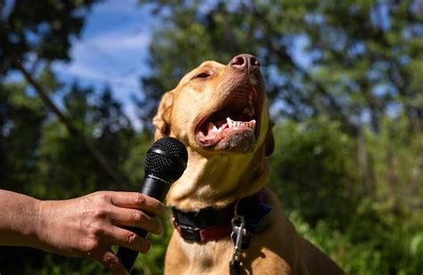 Deciphering the Meaning behind a Vision featuring a Mahogany Canine Companion