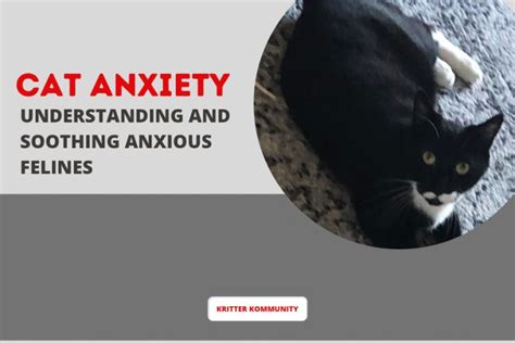 Deciphering the Message: Unraveling the Significance of an Anxious Feline in Your Dreams