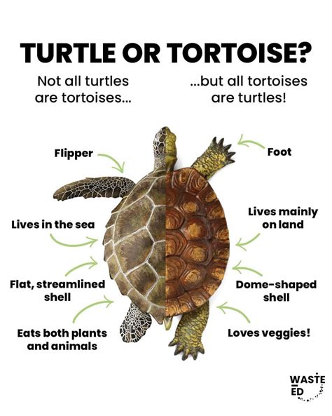 Deciphering the Movements and Behaviors of a Petite Tortoise in Dreams