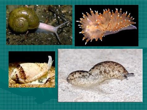 Deciphering the Profound Psychological Significance behind Visions of Descending Gastropods