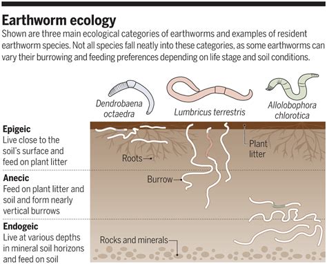 Deciphering the Puzzle: Earthworms and their Role within the Ecosystem