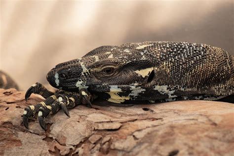 Deciphering the Sacred Significance of Reptiles within Dreamscapes