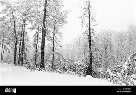 Deciphering the Sensation of Loneliness and Distress in Snowstorm Imagery