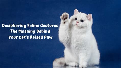 Deciphering the Significance Behind Feline Parturition