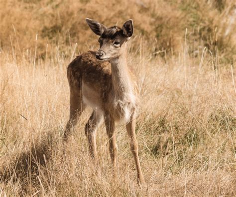 Deciphering the Significance of Slumbering Fawns within Your Dreams