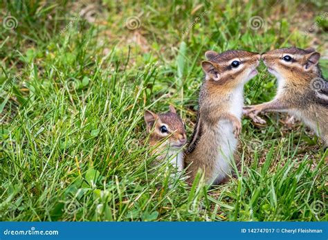 Deciphering the Significance of a Dream Involving a Young Chipmunk