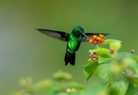 Deciphering the Significance of a Hummingbird Alighting On You