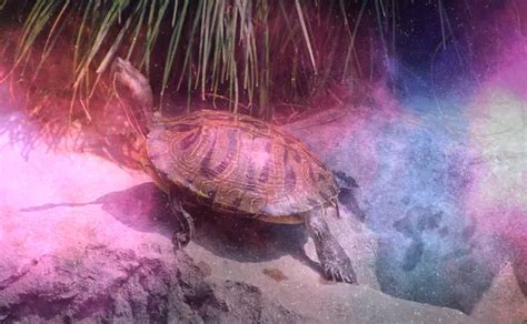 Deciphering the Significance of a Wounded Turtle in Lucid Visions