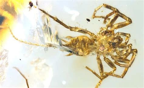 Deciphering the Significance of the Mysterious Arachnid: A Fascinating Exploration