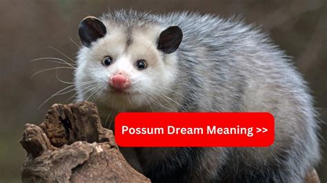 Deciphering the Symbolic Meaning of Possums in Dreams