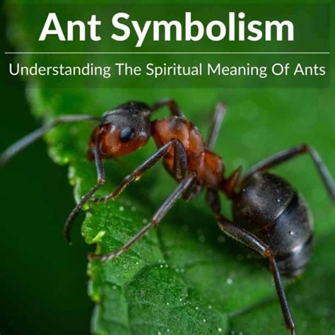 Deciphering the Symbolic Significance of Ants in the Language of Dreams