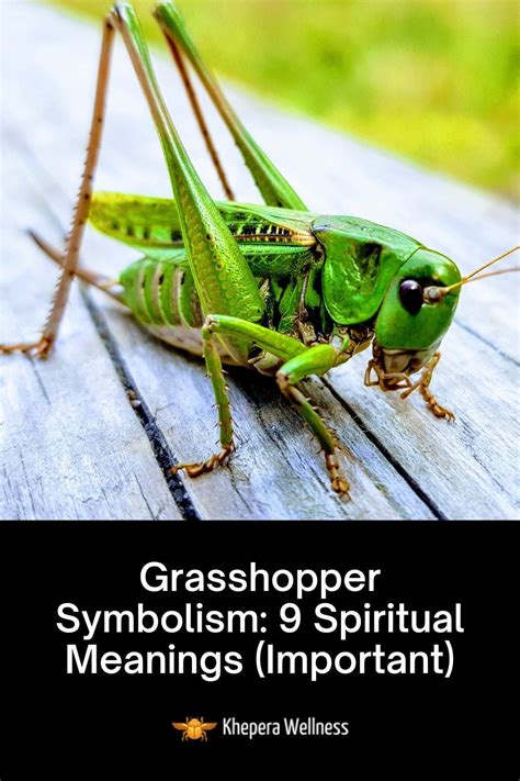 Deciphering the Symbolism: The Importance of a Lifeless Grasshopper