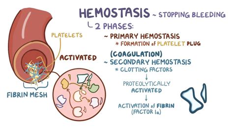 Deciphering the Symbolism of Hemostatic Masses