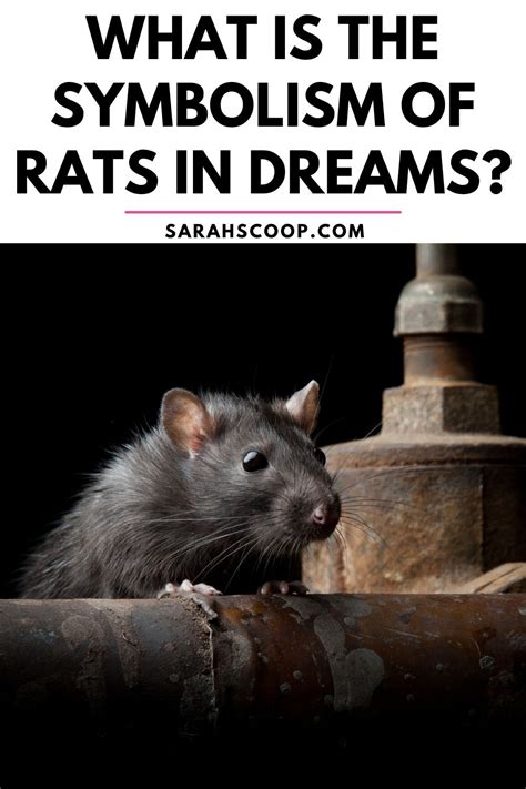 Deciphering the Symbolism of Rats in Dreams