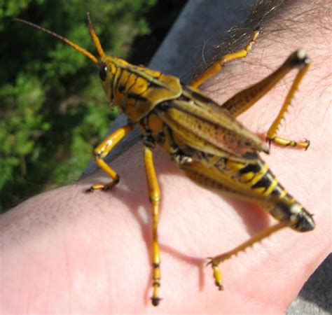 Deciphering the Unusual Vision of Enormous Grasshoppers