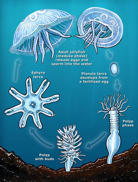 Decoding Dreams Related to Offspring of Marine Creatures