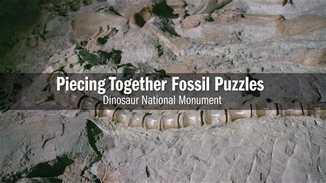 Decoding Fossils: Piecing Together the Puzzle of Dinosaur Anatomy