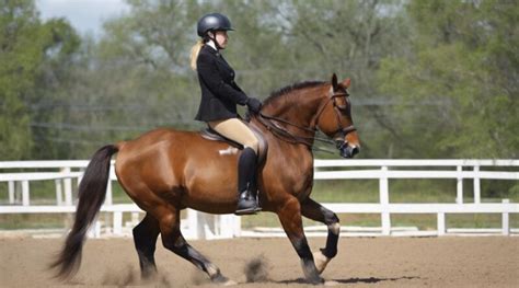 Decoding Horse Behavior and Understanding their Communication