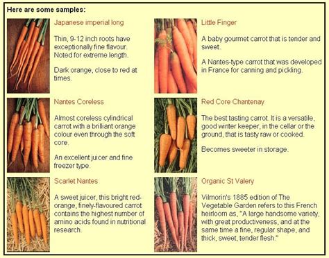 Decoding Labels: Understanding Carrot Varieties