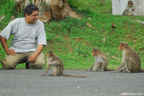 Decoding Monkey Man Dreams: Exploring Typical Dream Scenarios