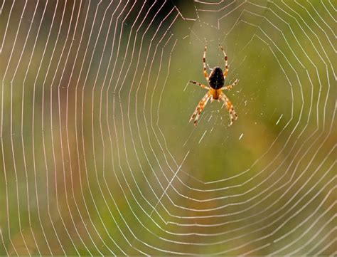 Decoding Nighttime Visions: Unraveling the Significance of Intricate Spider Webs