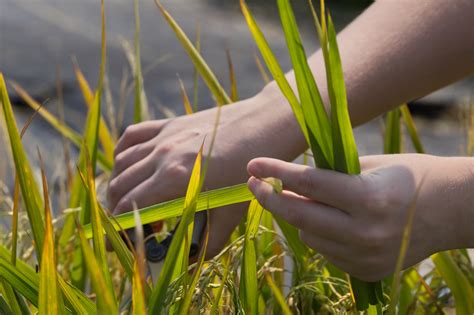 Decoding Rice Scatter on the Ground: An Emblem of Plenty or Bereavement?