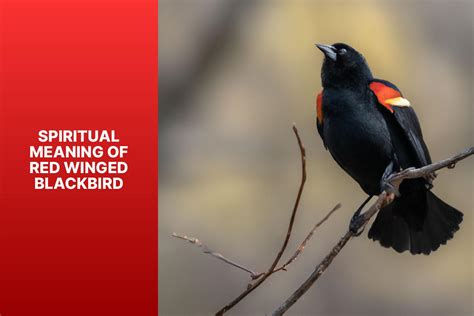 Decoding Symbolic Messages and Unveiling the Significance of a Blackbird Revelation