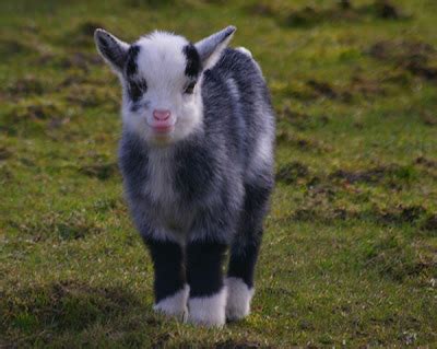 Decoding Visions of Pale Infant Goats