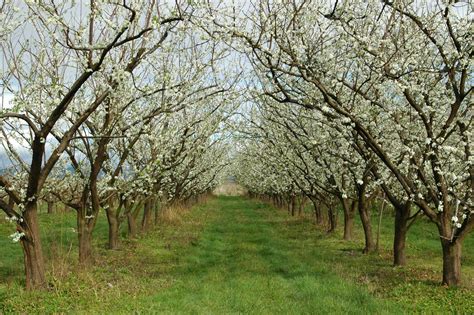 Decoding Visions of Plum Orchards: Unveiling Insights of Expansion, Prosperity, and Metaphysical Metamorphosis