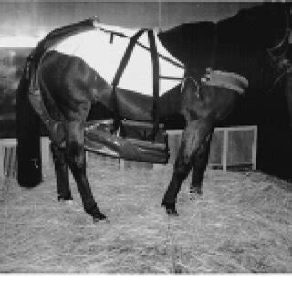 Decoding and Interpreting Dreams Involving Equine Excrement: Practical Insights and Techniques