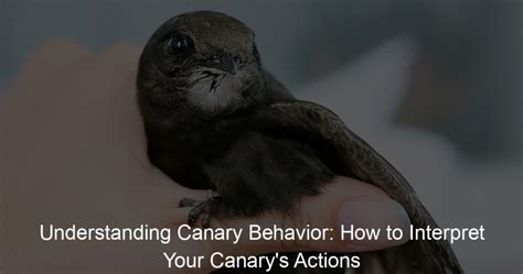 Decoding the Actions and Behaviors of the Radiant Canaries in Dreamscapes