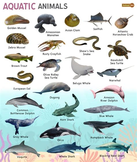 Decoding the Colors and Sizes of Aquatic Creatures in Dreams