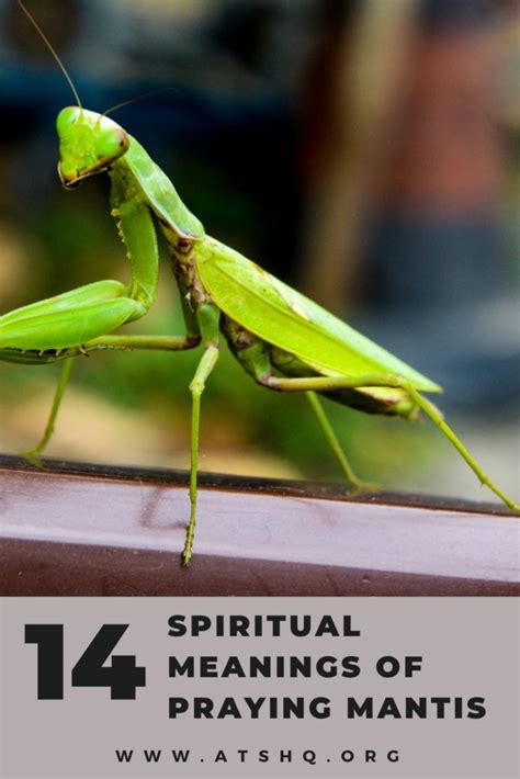 Decoding the Cryptic Messages: Exploring the Hidden Symbols of a Departed Praying Mantis