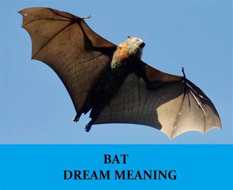 Decoding the Cryptic Messages Within Bat Dreams