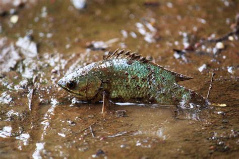 Decoding the Cryptic Significance of Mud Fish Visions