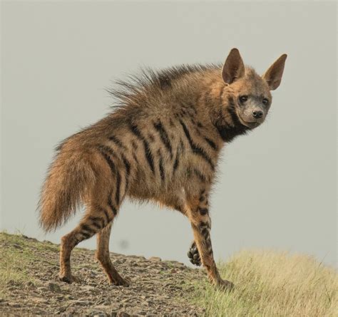 Decoding the Enigma: Exploring the Enigmatic Communication and Behavior of Hyenas