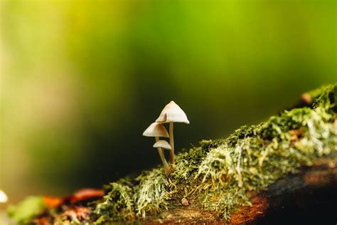 Decoding the Enigma: Illuminating Insights into the Enchanting Phenomenon of Azure Fungi