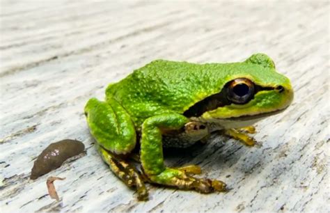 Decoding the Enigmas behind Dreaming of Frog Excrement