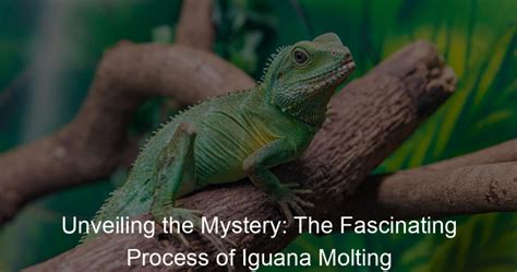 Decoding the Enigmatic Message: Unveiling the Mystery of a Startling Iguana Encounter