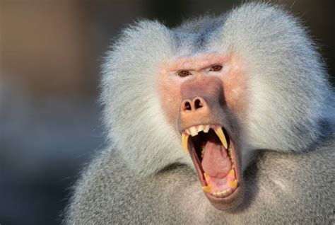 Decoding the Enigmatic Significance of a Baboon Aggression