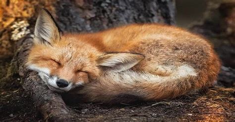 Decoding the Enigmatic Symbolism: Exploring the Mysterious Significance of Fox Attacks in Dreams