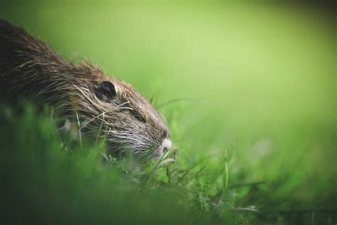 Decoding the Hidden Meanings in Dreams featuring Tiny Rodents