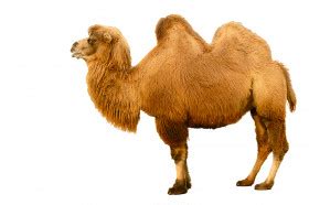 Decoding the Hidden Meanings of Experiencing a Pursuing Dromedary in Dreams