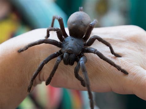 Decoding the Hidden Meanings of Nightmares Involving Enormous Spiders