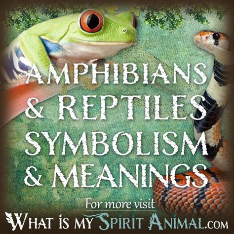 Decoding the Hidden Meanings of a Well-Proportioned Amphibian Vision